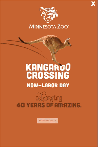 ZooKangaroo_Animation